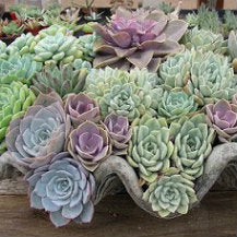 Tips For Successful Succulents