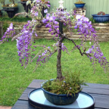 Bonsai For Beginners