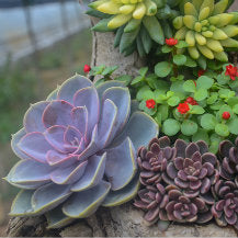 Selecting A Succulent