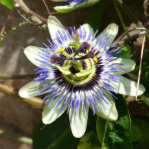 Climbing Plants