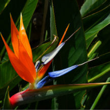 Winter Flowers