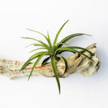 How To Grow Air Plants