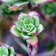 Succulent Leaf Propagation