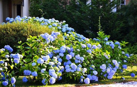 Our Favourite 8 Flowering Hedges