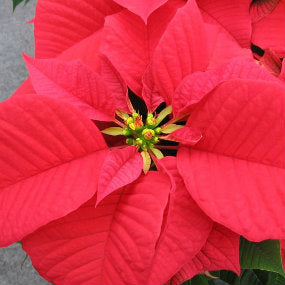 6 Red Flowers for Christmas