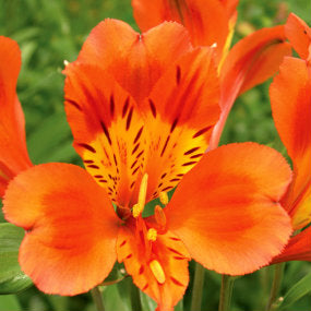 6 Orange Flowers