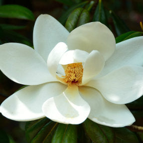 6 Wonderful White Flowers