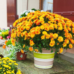 Container Gardening Ideas