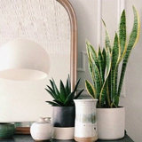 5 Air Purifying Plants for your Home