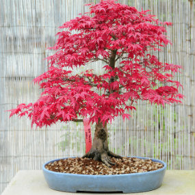 Caring for a Bonsai Tree