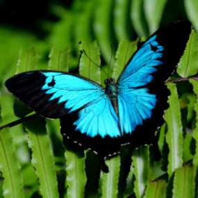 Beautiful Butterflies
