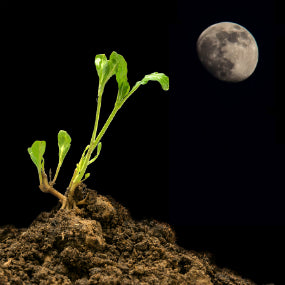 Gardening Under the Cycles of the Moon