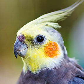 8 Garden-friendly Australian Birds
