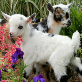 Baby Goats in the Garden
