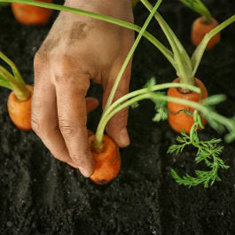 Sow & Grow: Root Veg