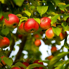 How to Grow… Fruit Trees