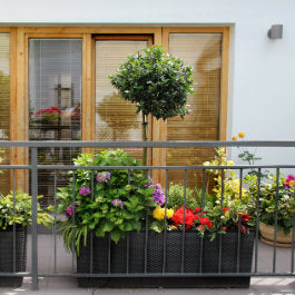 Create a Balcony Garden in 5 Simple Steps