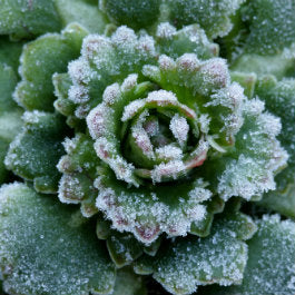 In the Frosty Garden