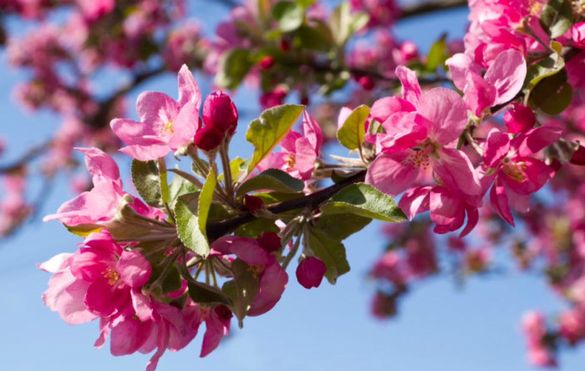 Spring Flowers – Hoselink