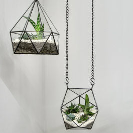 Indoor Hanging Plants