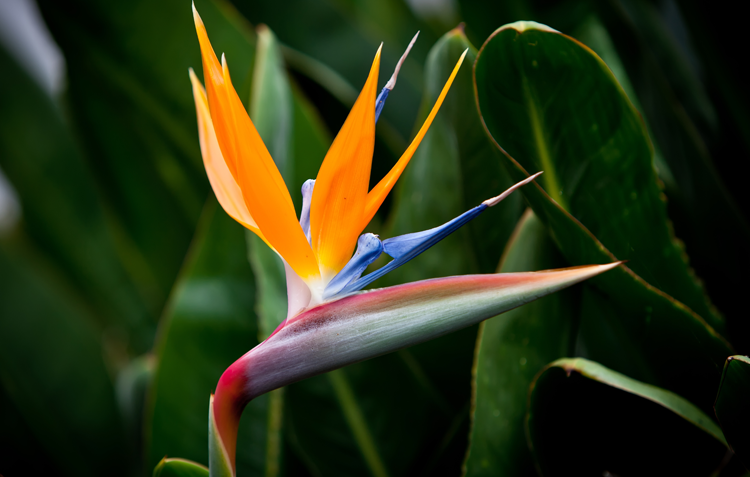 Bird of paradise adobestock