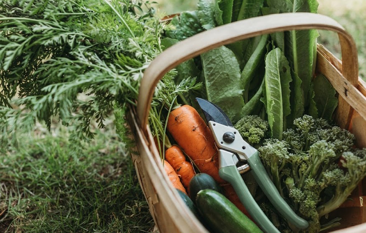 Autumn Planting Guide: Our Top Picks for a Bountiful Home Harvest