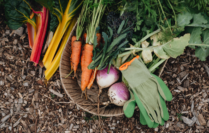 The Complete Guide to Winter Veggie Bed Prep in Australia