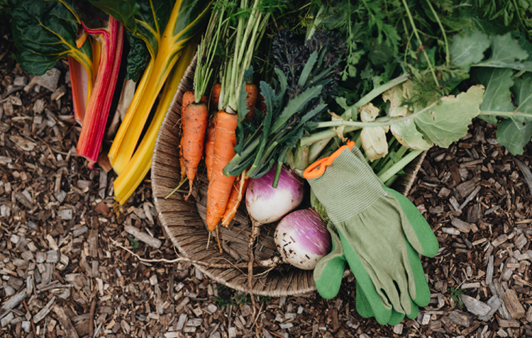 The Complete Guide to Winter Veggie Bed Prep in Australia