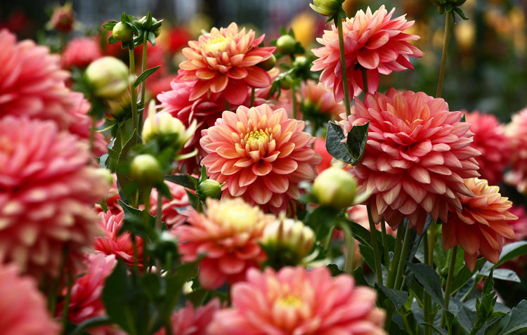 Dahlias - adobestock