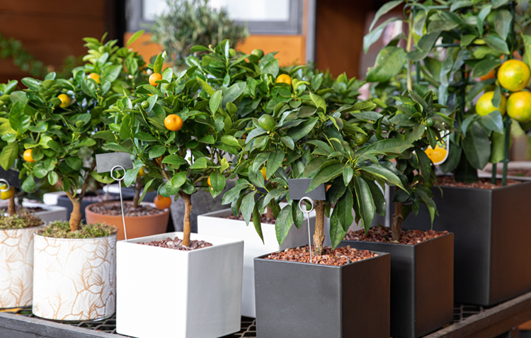 Dwarf citrus - adobestock