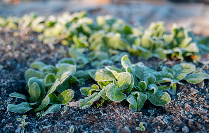 Frost plant - adobestock