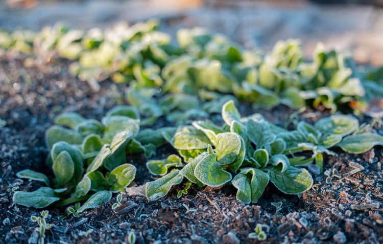 Frost plant - adobestock