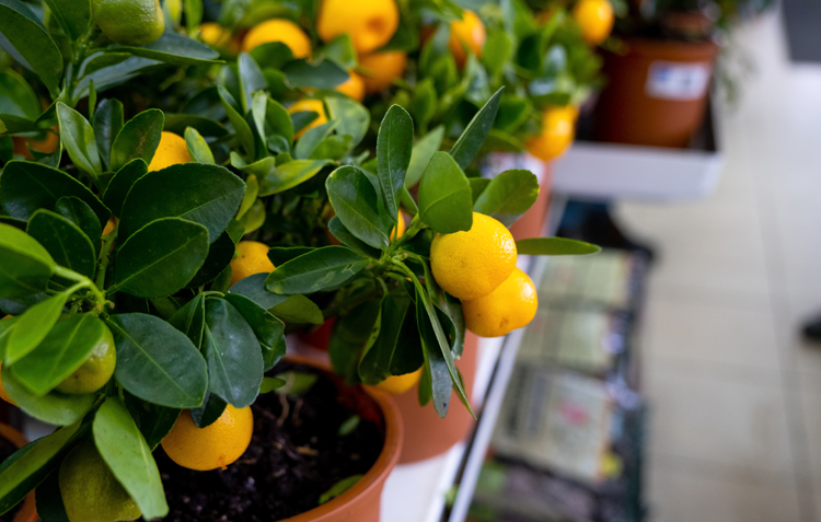 Fruit trees - adobestock