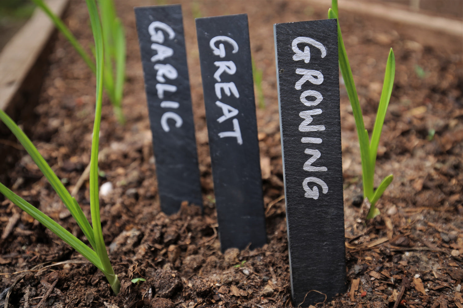 How to Grow Great Garlic