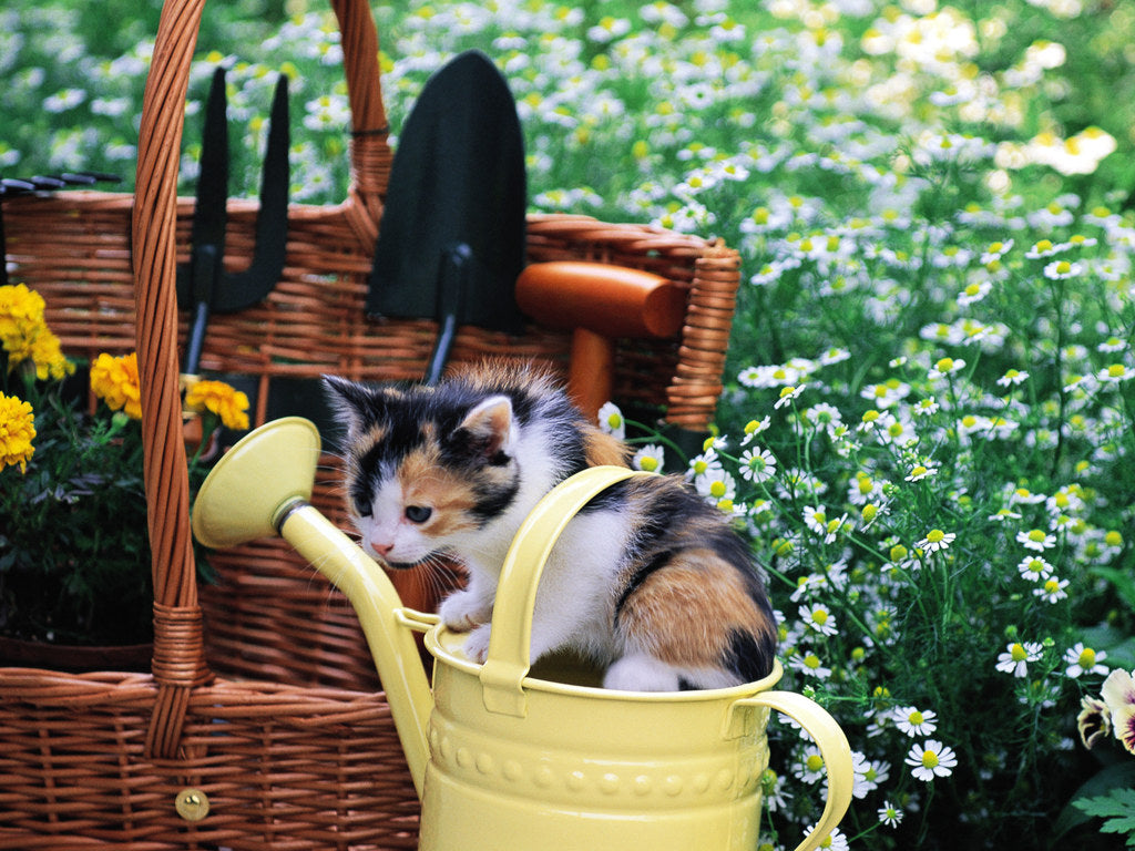Kittens in the Garden