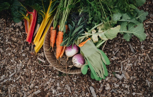 vegetable harvest in basket with garden gloves