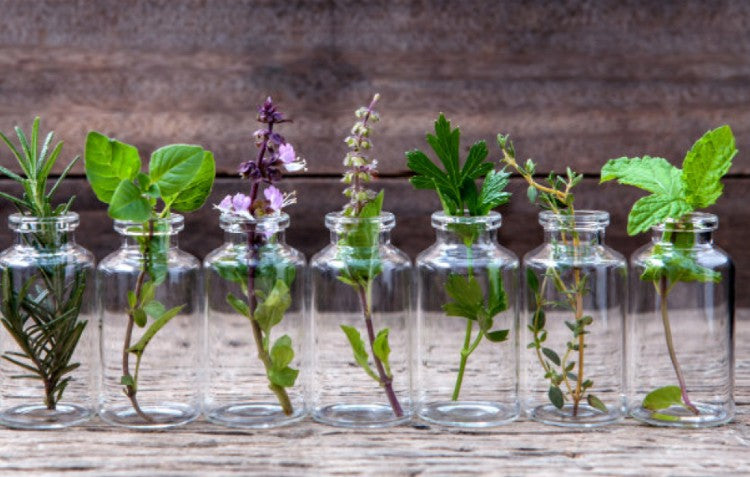 Plant An Aromatherapy Garden