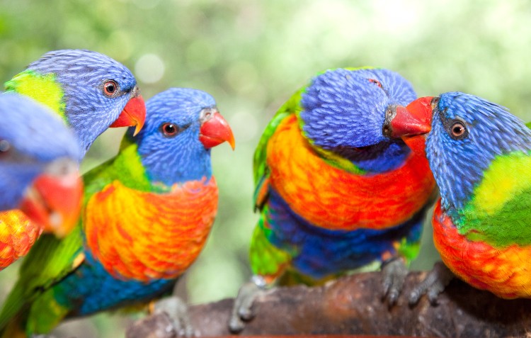 australian-native-birds