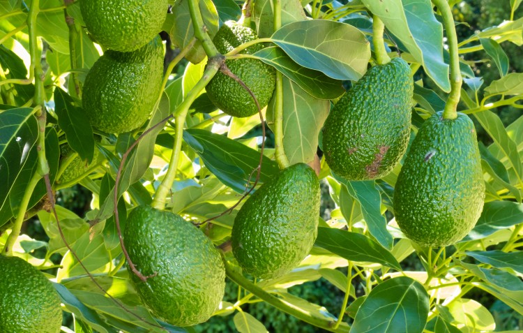 grow-your-own-avocado-tree-from-seed