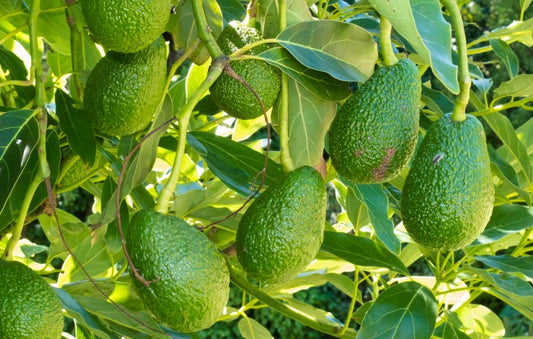 grow-your-own-avocado-tree-from-seed