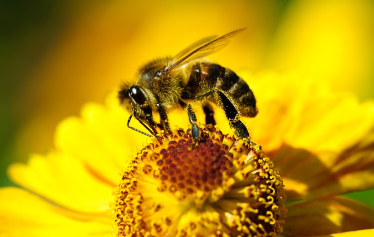 are-robo-bees-the-future