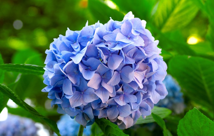 6 Blue Flowers