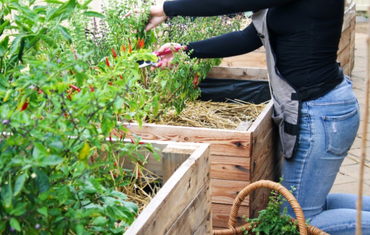 container-garden-chilli