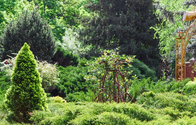 Evergreen shrubs growing in the garden