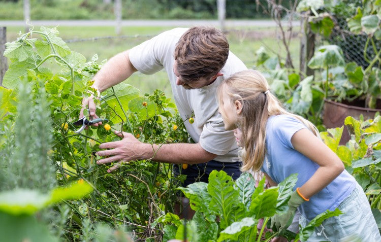 family using secateurs to harvest in the garden