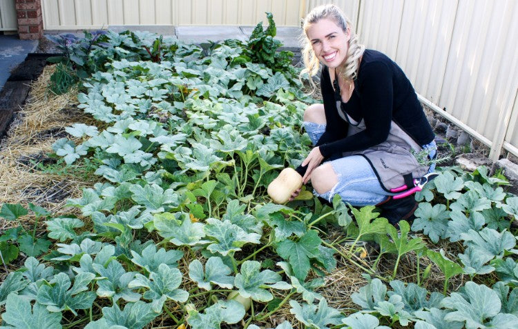 gardener in pumpkin patch harvesting