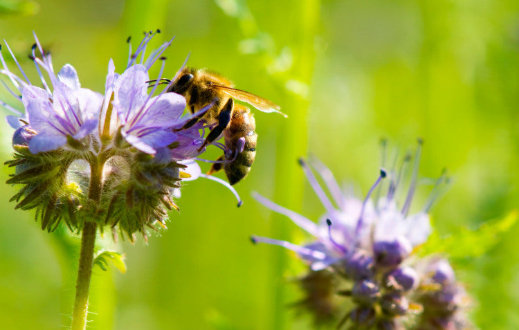 Helpful Garden Insects