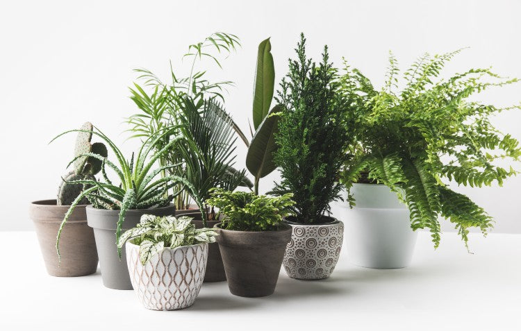 house-plants-you-should-grow