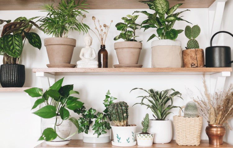 indoor-pot-plants