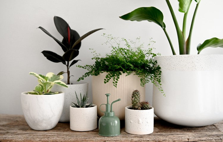Indoor Plant Must-haves